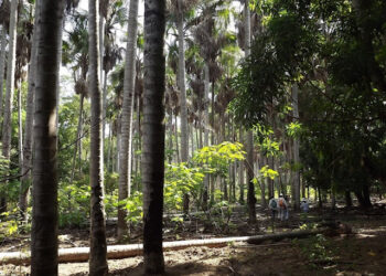 Pesquisadores da UFPI e da UFRGS descobrem floresta fóssil de mais de 245 milhões de anos em Altos(PI)