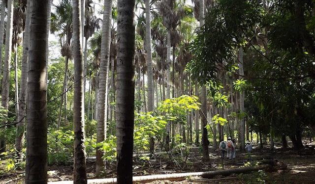 Pesquisadores da UFPI e da UFRGS descobrem floresta fóssil de mais de 245 milhões de anos em Altos(PI)