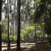 Pesquisadores da UFPI e da UFRGS descobrem floresta fóssil de mais de 245 milhões de anos em Altos(PI)