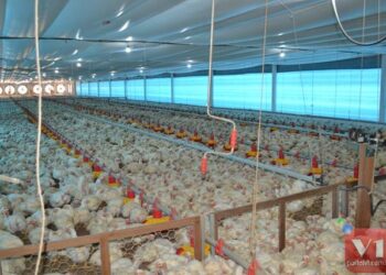 Granja em Valença produz mais de 130 toneladas de carne de frango por mês e 200 mil ovos por dia e é a maior do Piauí