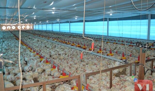 Granja em Valença produz mais de 130 toneladas de carne de frango por mês e 200 mil ovos por dia e é a maior do Piauí