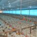 Granja em Valença produz mais de 130 toneladas de carne de frango por mês e 200 mil ovos por dia e é a maior do Piauí