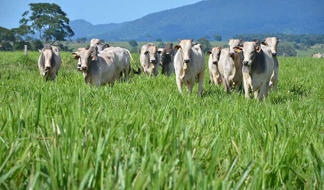 Empresário de Minas Gerais apresenta projeto para plantar no Piauí capim adaptado ao semiárido